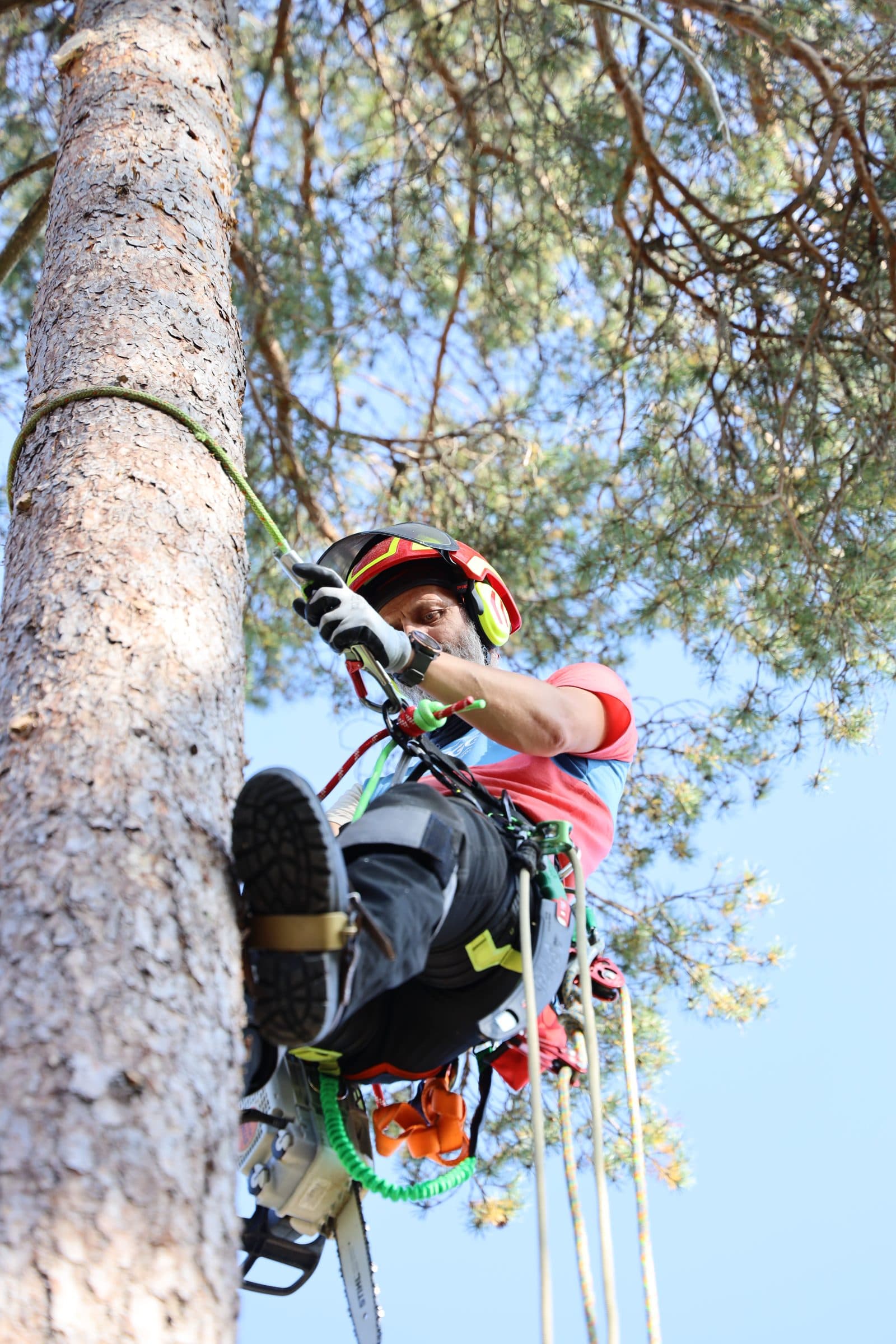 Arborist klatrer med sikringstau og motorsag høyt oppe i et tre